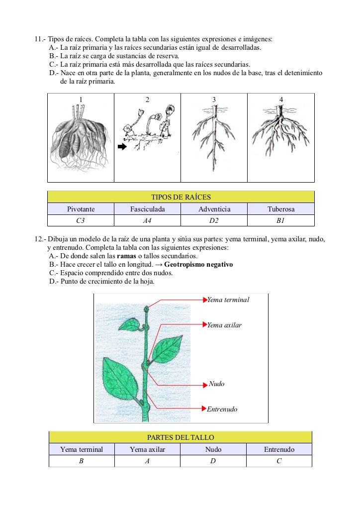Suzi perry nipples Juniperus phoenicea reproduccion asexual de las plantas